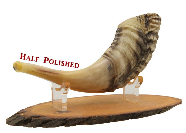 Shofar Corne De Bélier Naturel Courbé – Authentique Fabriqué En Israël 25-28 Cm